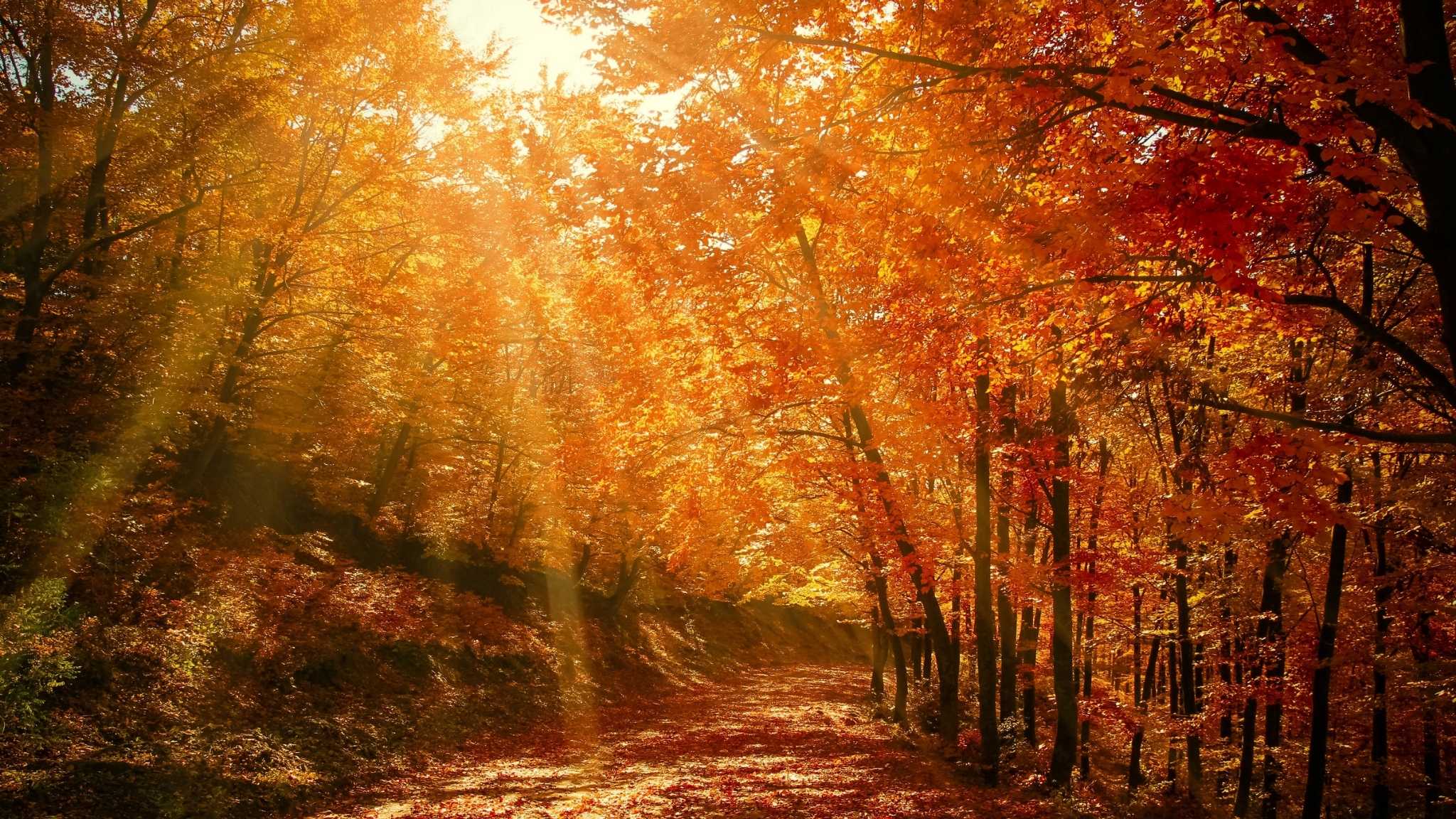 Le bel automne de la vie